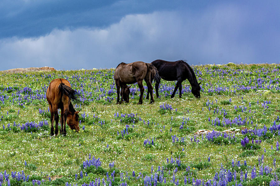 Stom Rising Behind Wild Mustangs Photograph by Douglas Wielfaert