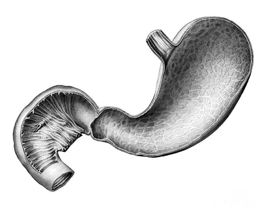 Stomach And Duodenum Photograph By Microscapescience Photo Library 2992