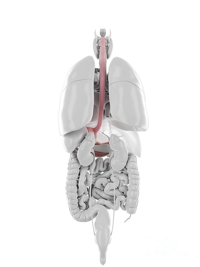 Stomach And Oesophagus Photograph by Sebastian Kaulitzki/science Photo ...