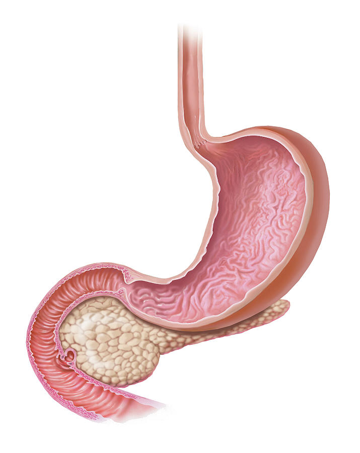 Stomach And Pancreas Looped Photograph by Elise Walmsley Mac-Wha
