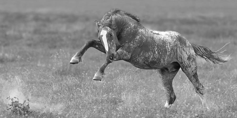 Stompn Stallion. Photograph by Paul Martin