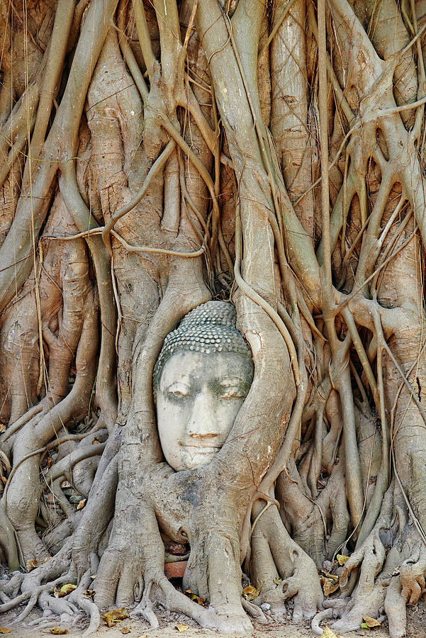 Stone Buddha, Ayutthaya, Thailand Digital Art by Bruno Morandi
