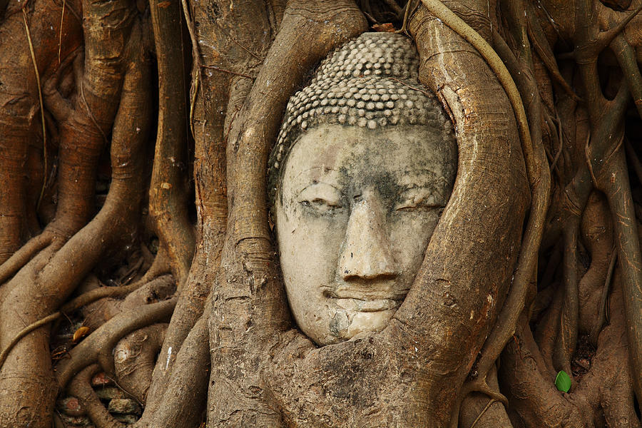 Stone Buddha Head At Wat Phra Mahathat Photograph by Ngkaki