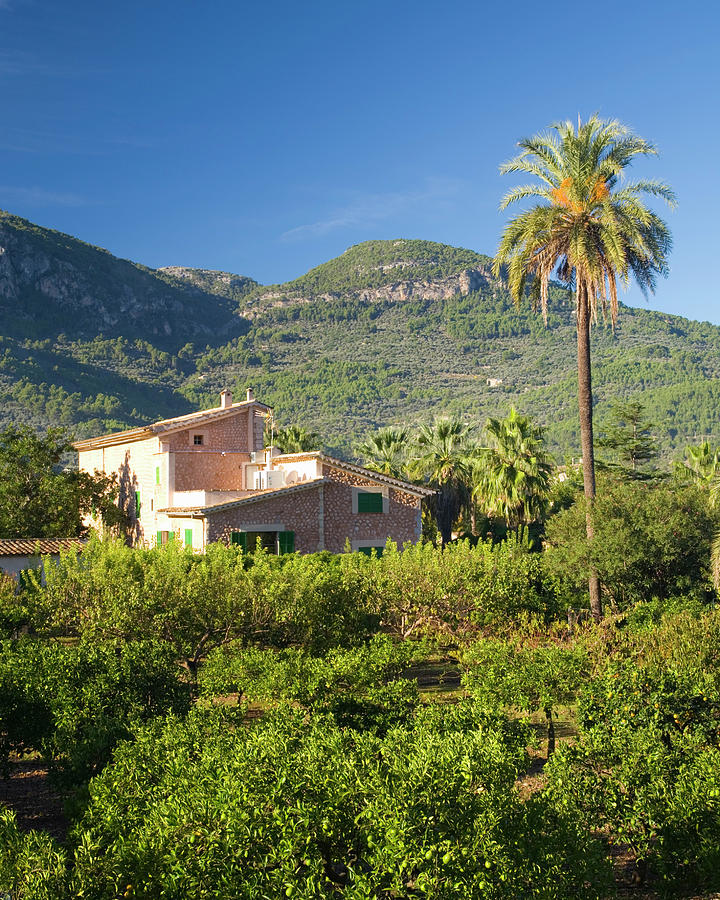 Stone Farmhouse Amongst Palm-trees In Photograph by David C Tomlinson