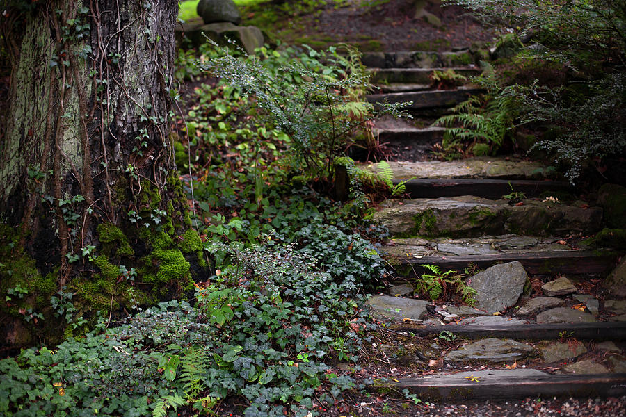 Stone Steps In Garden Photograph by Alicja Koll
