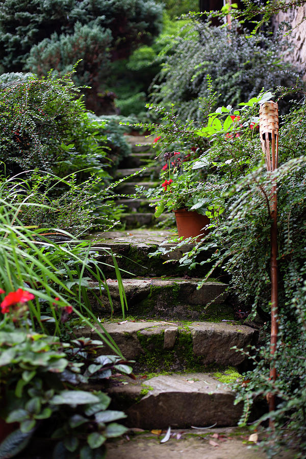 Stone Steps In Lush Garden Photograph by Alicja Koll