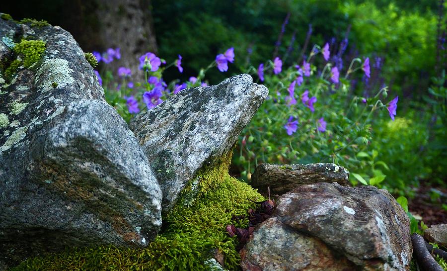 Stone Wall and Flowers Photograph by Alida M Haslett