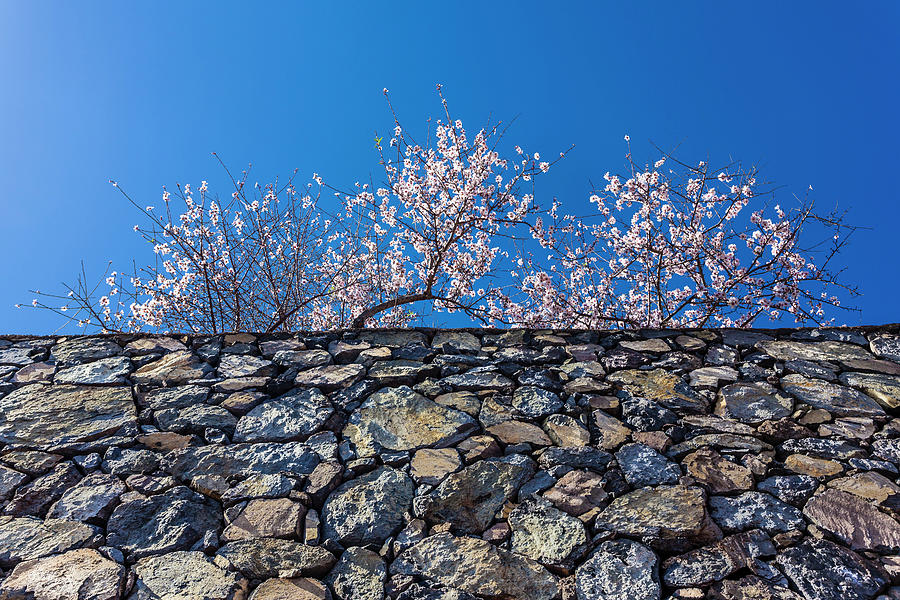 Stone Wall With Almond Blossom, Puntagorda, La Palma, Canary Islands, Spain Photograph by Helge Bias