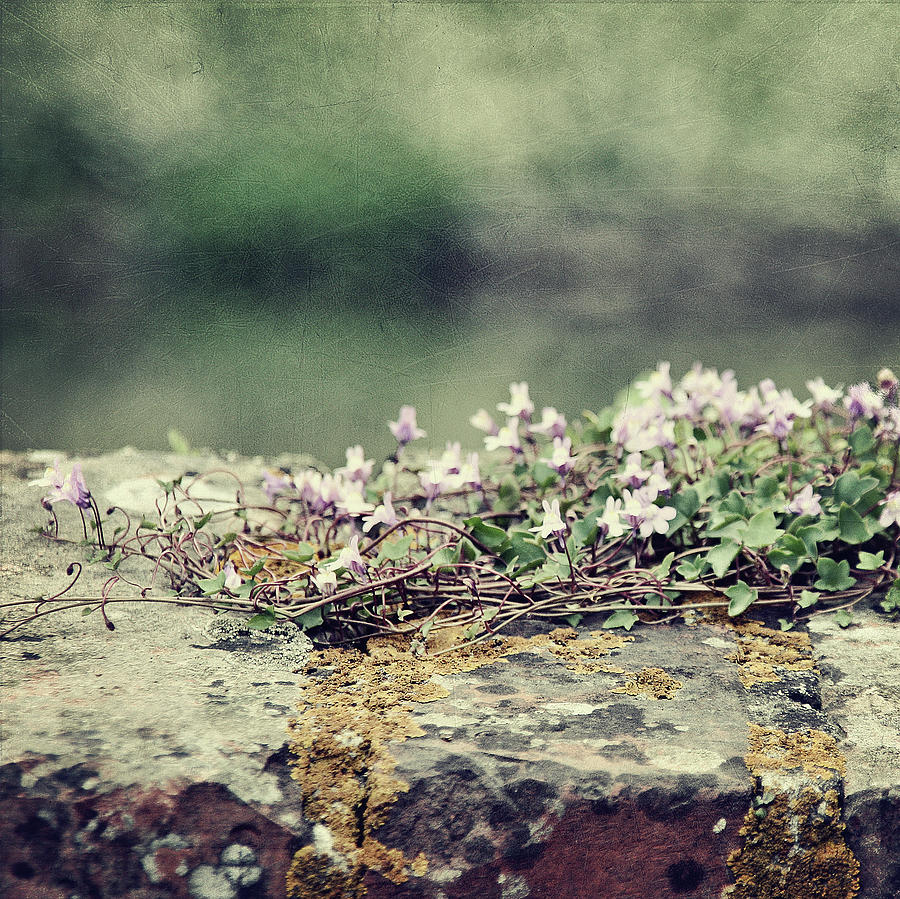 Stone Wall With Flowers Photograph by Silvia Otten-nattkamp Photography