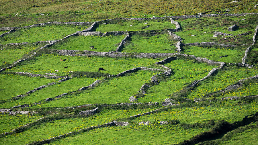 Stone Walls, Dry Stone Walls As Pasture Boundary, Dingle Peninsula, County Kerry, Ireland Photograph by Konrad Wothe