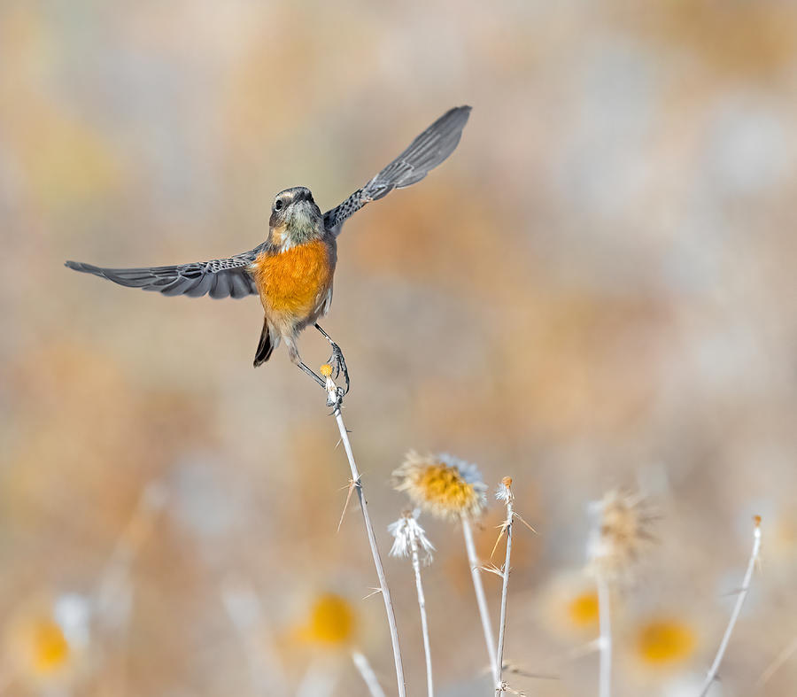 Stonechat Photograph - Stonechat Taking Off by Raad Btoush