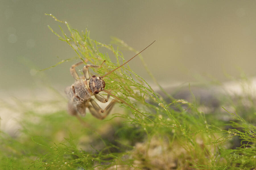 Stonefly Nymph (plecoptera), Grazing Algae, Europe, April Photograph by ...