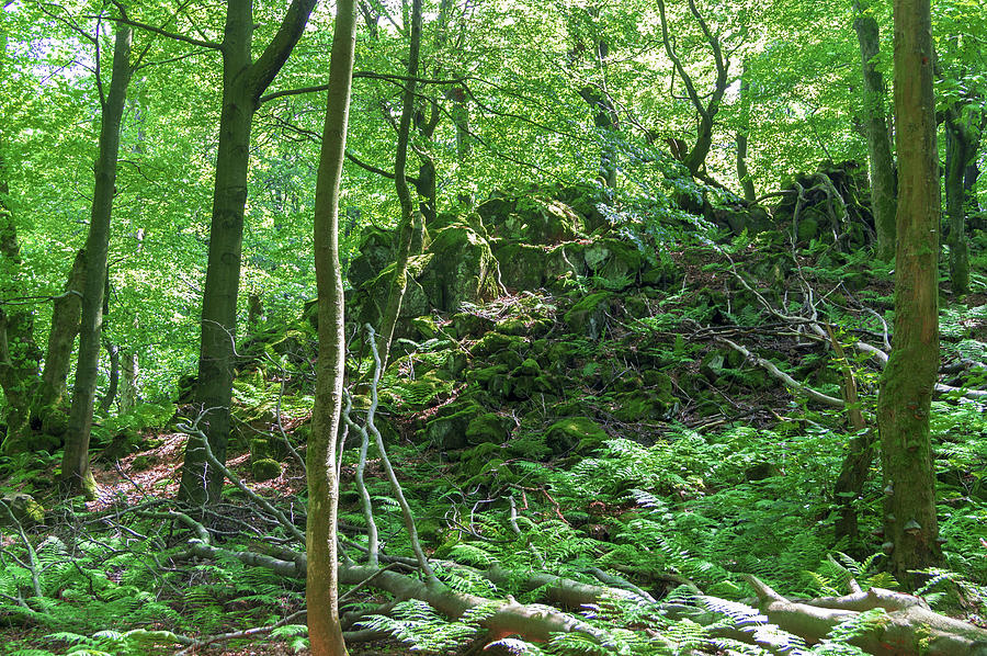 Stones In A Forest In Vogelsberg Photograph