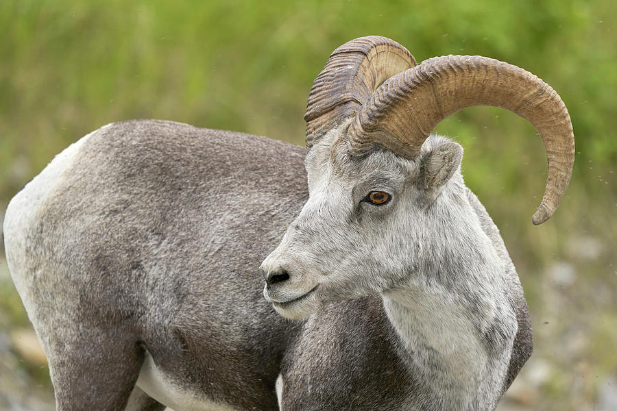 Mammals Photograph - Stones Sheep Ram by Doug Herr Mammals Photograph - Stones Sheep Ram by Doug Herr