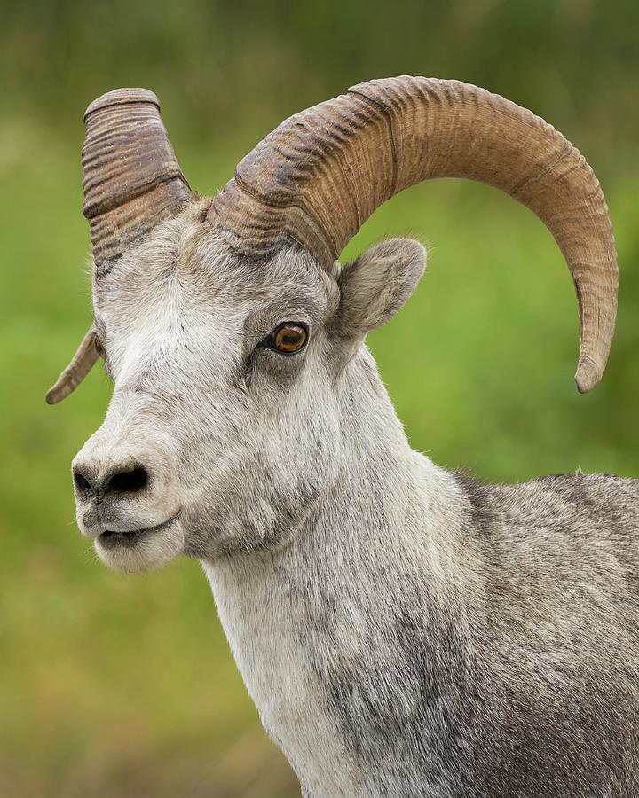 Mammals Photograph - Stones Sheep Ram Portrait by Doug Herr Mammals Photograph - Stones Sheep Ram Portrait by Doug Herr