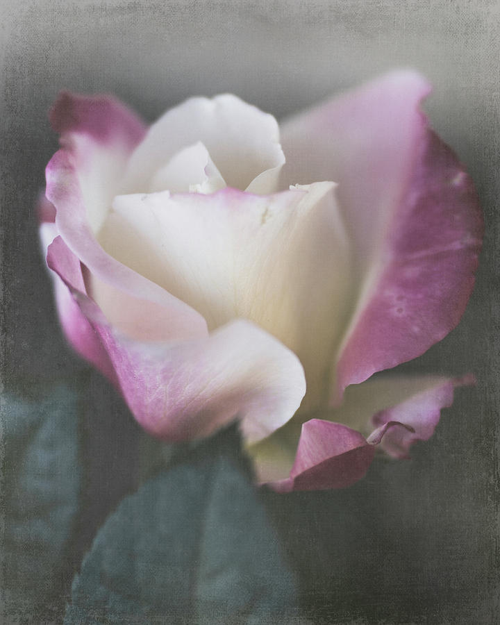 Stop and Smell the Roses by TL Wilson Photography  Photograph by Teresa Wilson