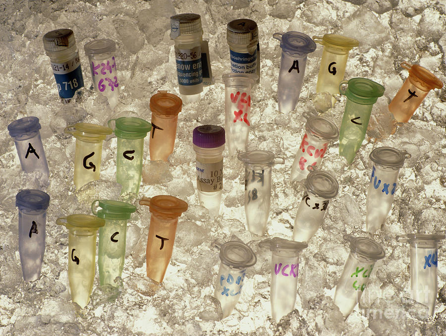 Sample Tube Photograph - Stoppered Sample Tubes Used In Dna Research by Rosenfeld Images Ltd/science Photo Library