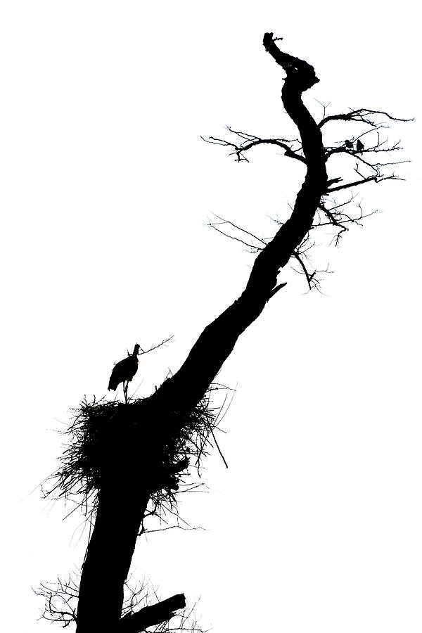 Storch Silhouet Photograph by Jan Dolfing