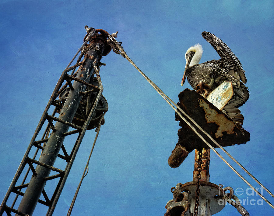Stork atop Photograph by Izet Kapetanovic