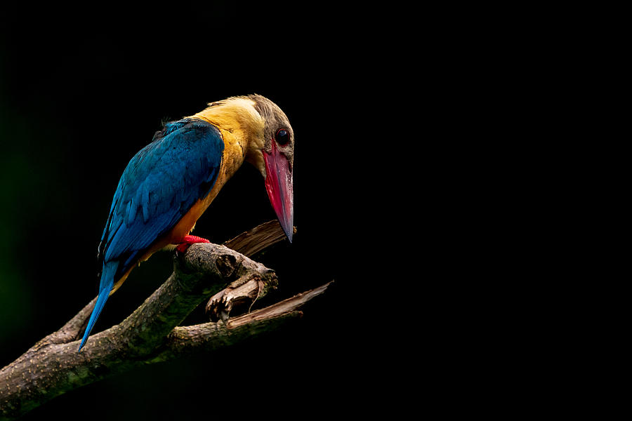 Animal Photograph - Stork-billed Kingfisher by Richard Coulstock