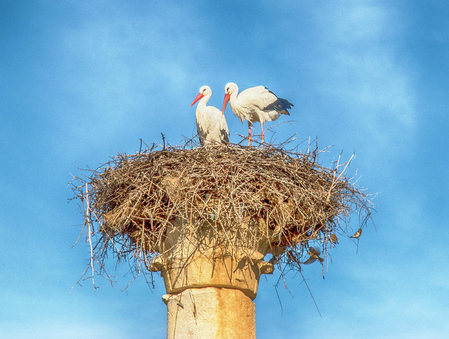 Stork Column Photograph by Jessica Levant