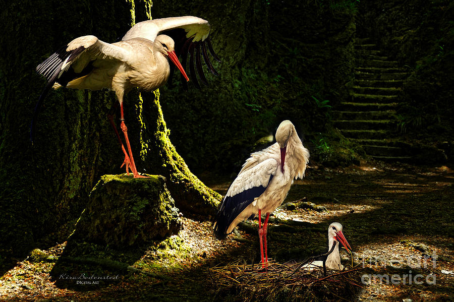 Stork-family Photograph by Kira Bodensted
