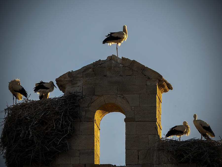 Stork Photograph - Stork by Jose Enrique Chamorro Muriel