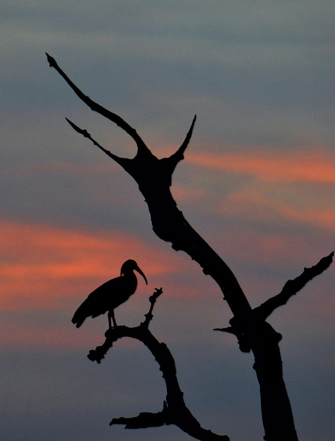 Stork Silhouette Photograph by Bill Cain