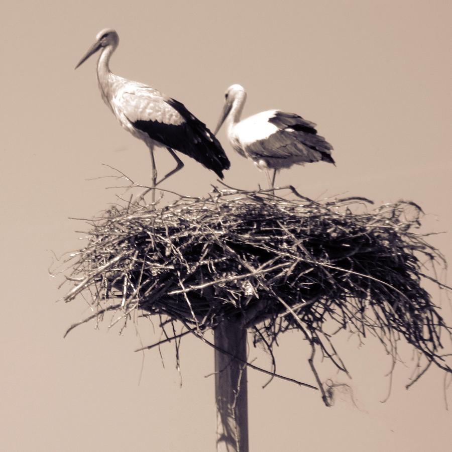 Storks And Love Photograph
