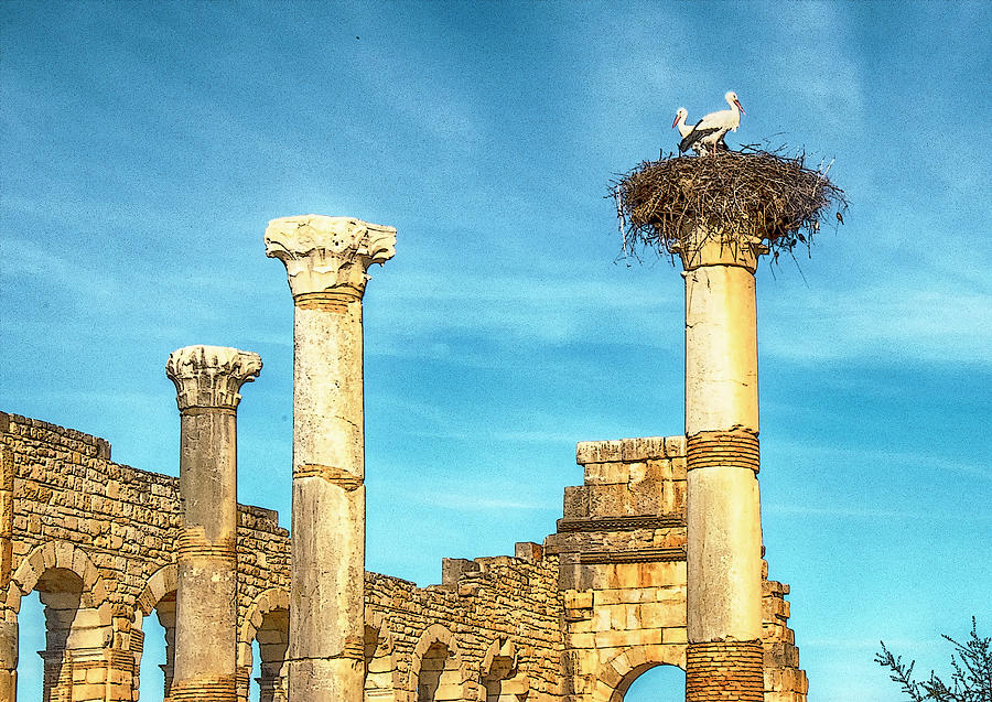 Storks in Antiquity Photograph by Jessica Levant