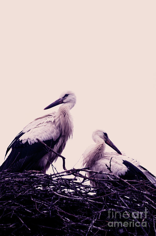 Stork Photograph - Storks by Konstantin Sevostyanov