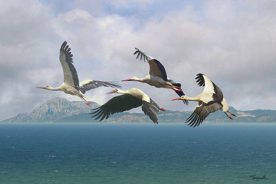 Storks Over the Straits of Gibraltar Digital Art by M Spadecaller
