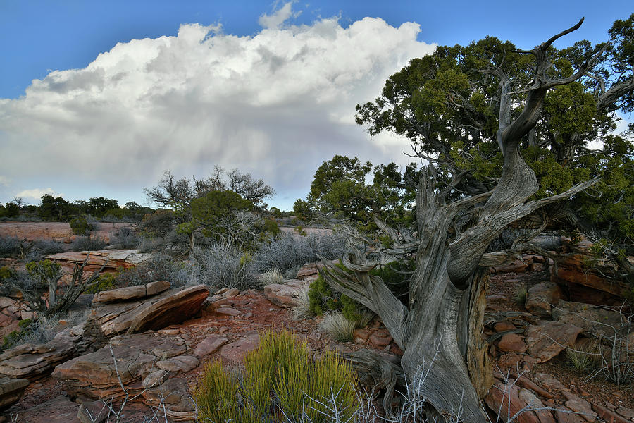 Storm Cloud over Canyonlands Juniper Photograph by Ray Mathis