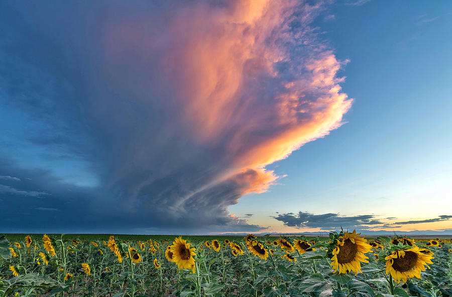 Storm Clouds and Sunflowers  Photograph by Rand Ningali