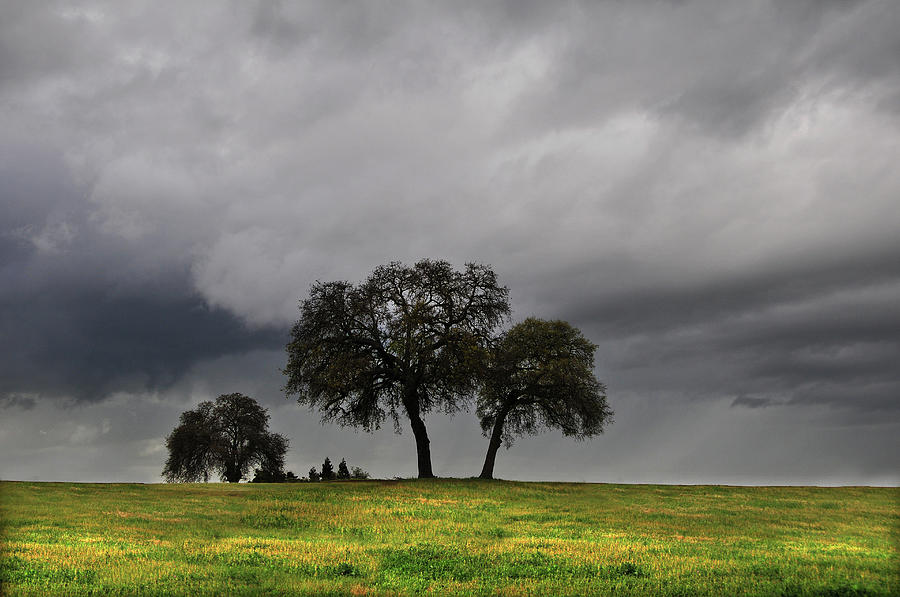 Storm Clouds And Trees Photograph by Mitch Diamond
