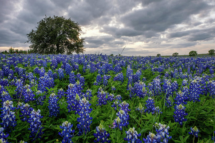 Storm Clouds Over Bluebonnets Photograph by Johnny Boyd