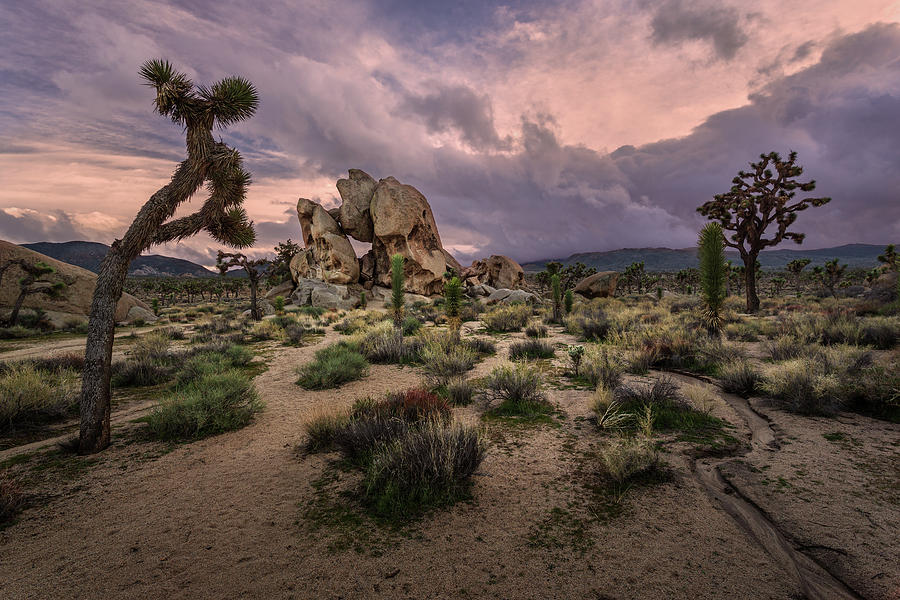 Storm Clouds over Joshua Tree Photograph by Rick Strobaugh