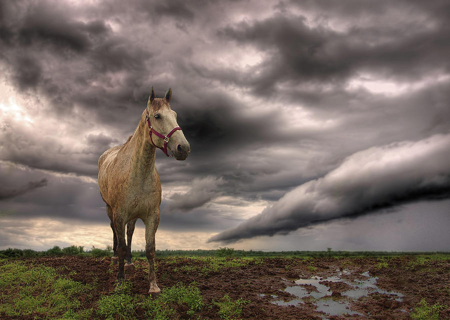 Storm Coming Photograph by Johanne Dauphinais
