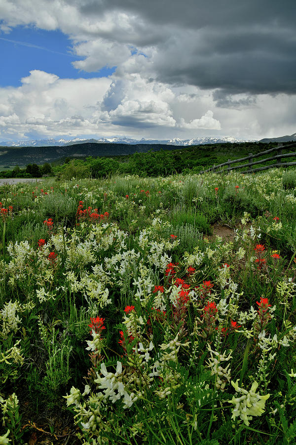 Storm over Dallas Divide Wildflowers Photograph by Ray Mathis