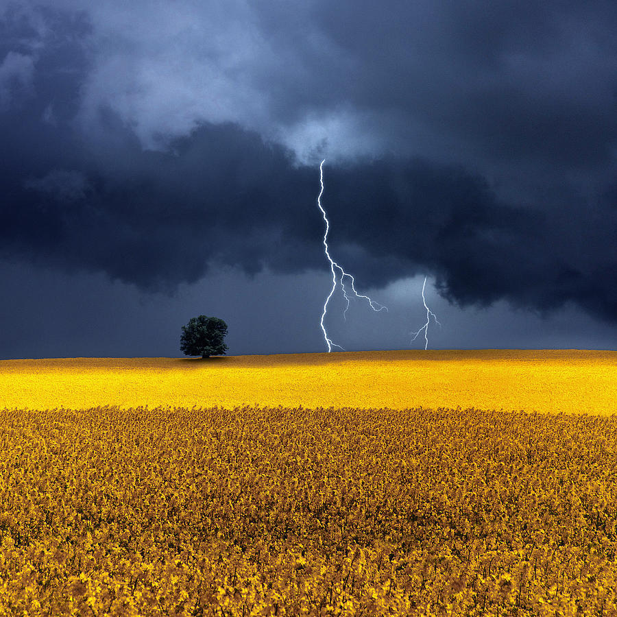 Storm Over Rapeseed Fields By Carlos Gotay