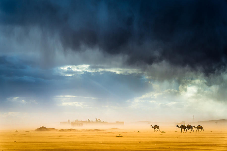 Animal Photograph - Storm, Wind, Rain, Sand, Camels And Incredible Light In The Desert by Tristan Shu