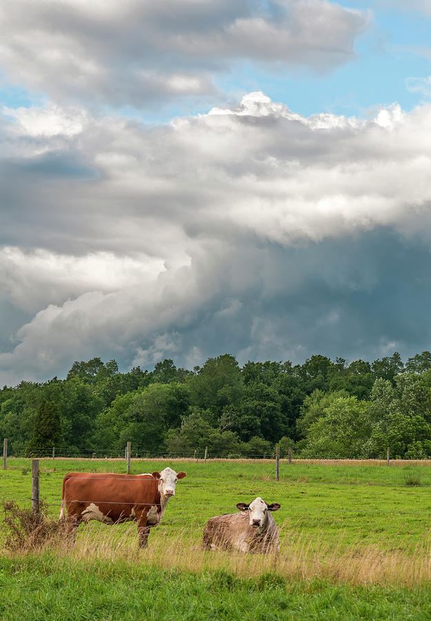 Storm With Cows Photograph by Ginger Stein