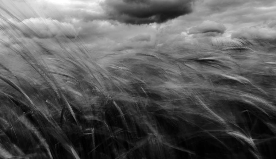 Storming  Wheat Photograph by Nicu Hoandra