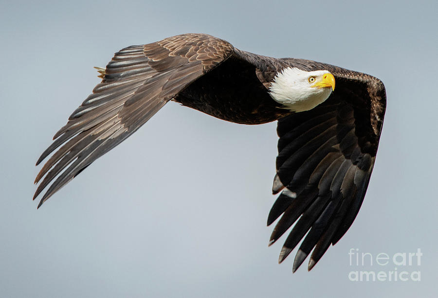 Eagle Photograph - Stormy Flight by Michael Dawson