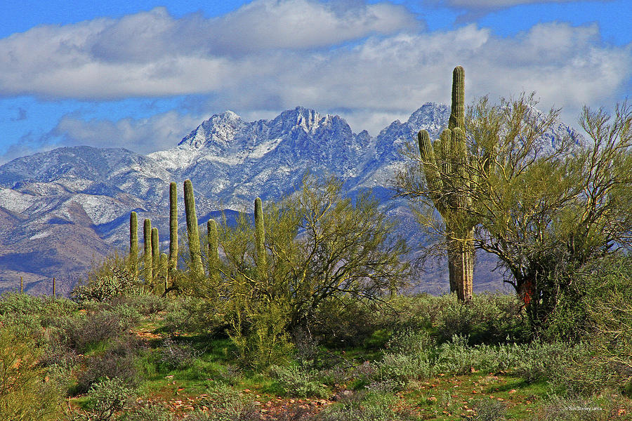 Stormy Four Peaks With Saguaros And Palo Verde Trees Digital Art by Tom Janca