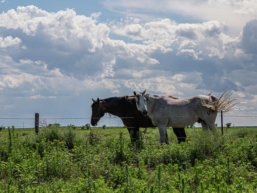 Stormy Horses Photograph by Laura Hedien