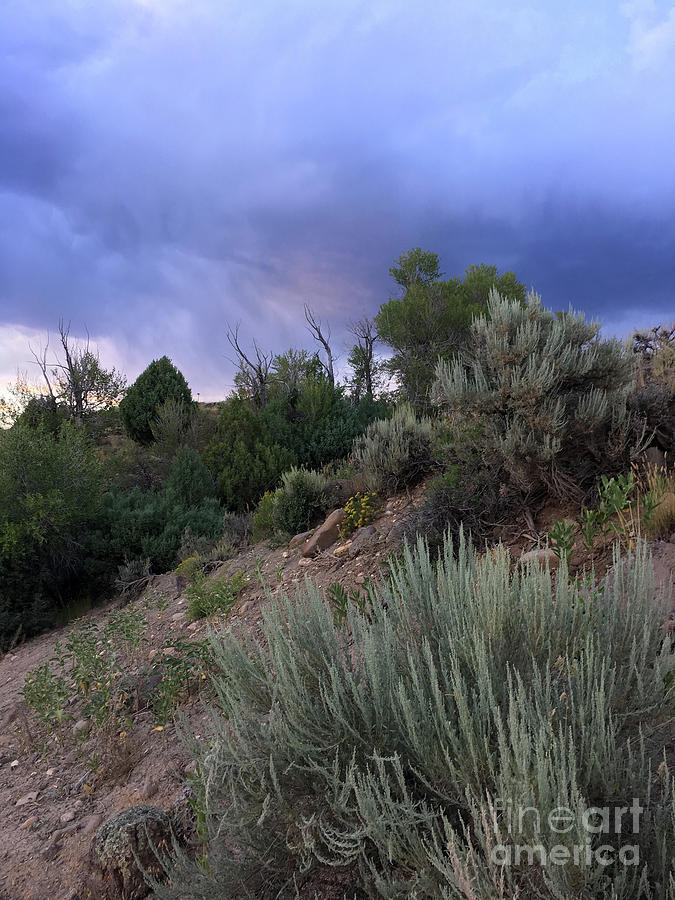 Stormy Sage Photograph by Leslie M Browning