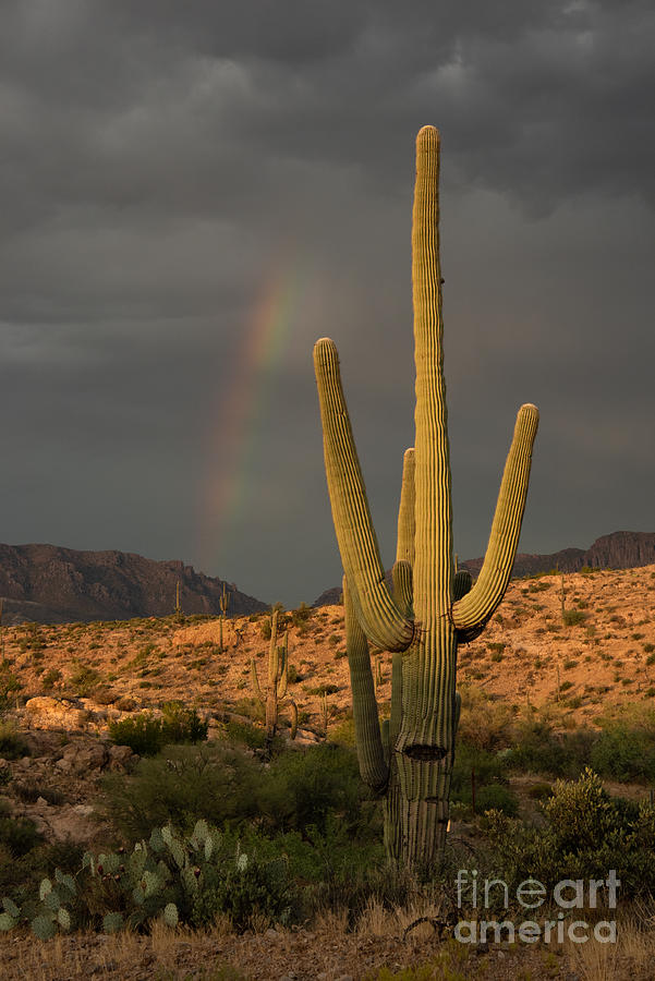 Stormy Saguaro Photograph by Lisa Manifold