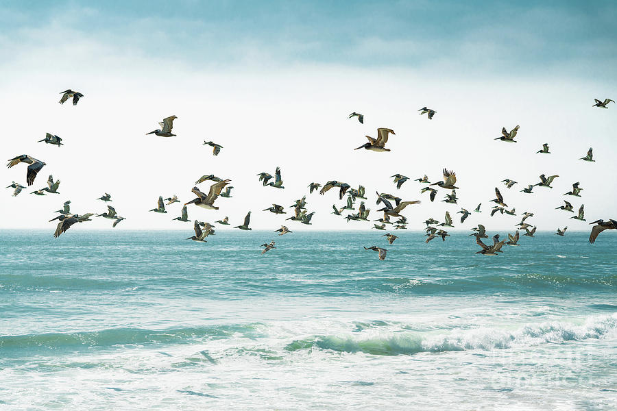 Stormy Sea and Flock of Flying Pelicans Photograph by Hanna Tor | Fine ...