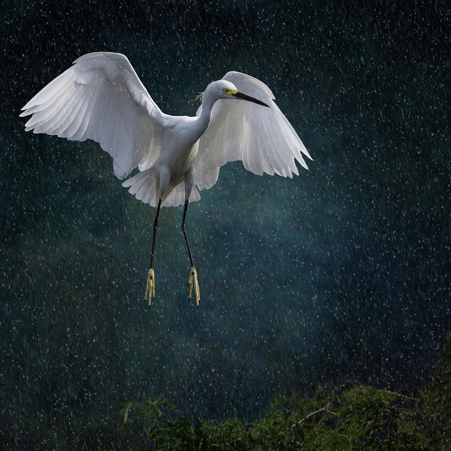 Stormy Snowy Egret Photograph by Melinda Moore